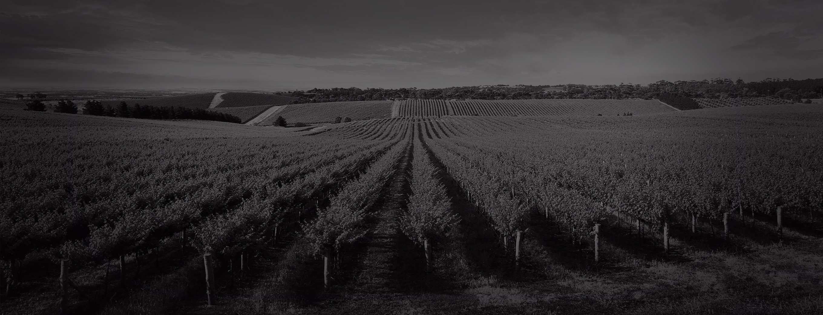 Marčeta vina - vinograd